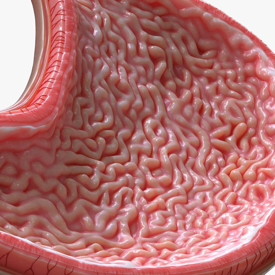Human Stomach 3D Model – High Poly Anatomical Asset, FBX, OBJ - View 3