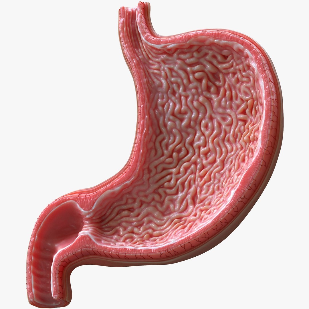 Human Stomach 3D Model – High Poly Anatomical Asset, FBX, OBJ - View 4