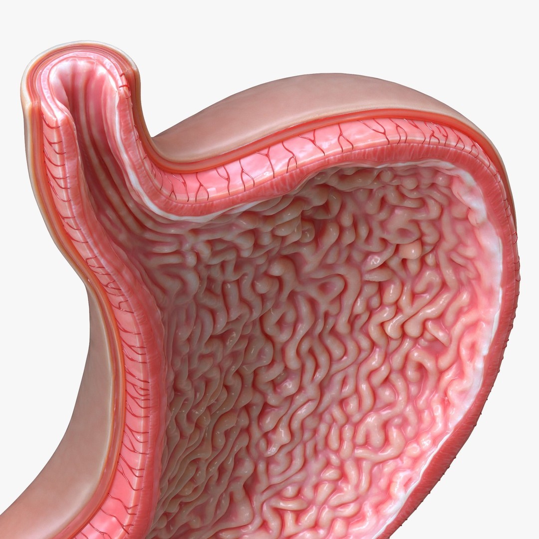 Human Stomach 3D Model – High Poly Anatomical Asset, FBX, OBJ - View 5