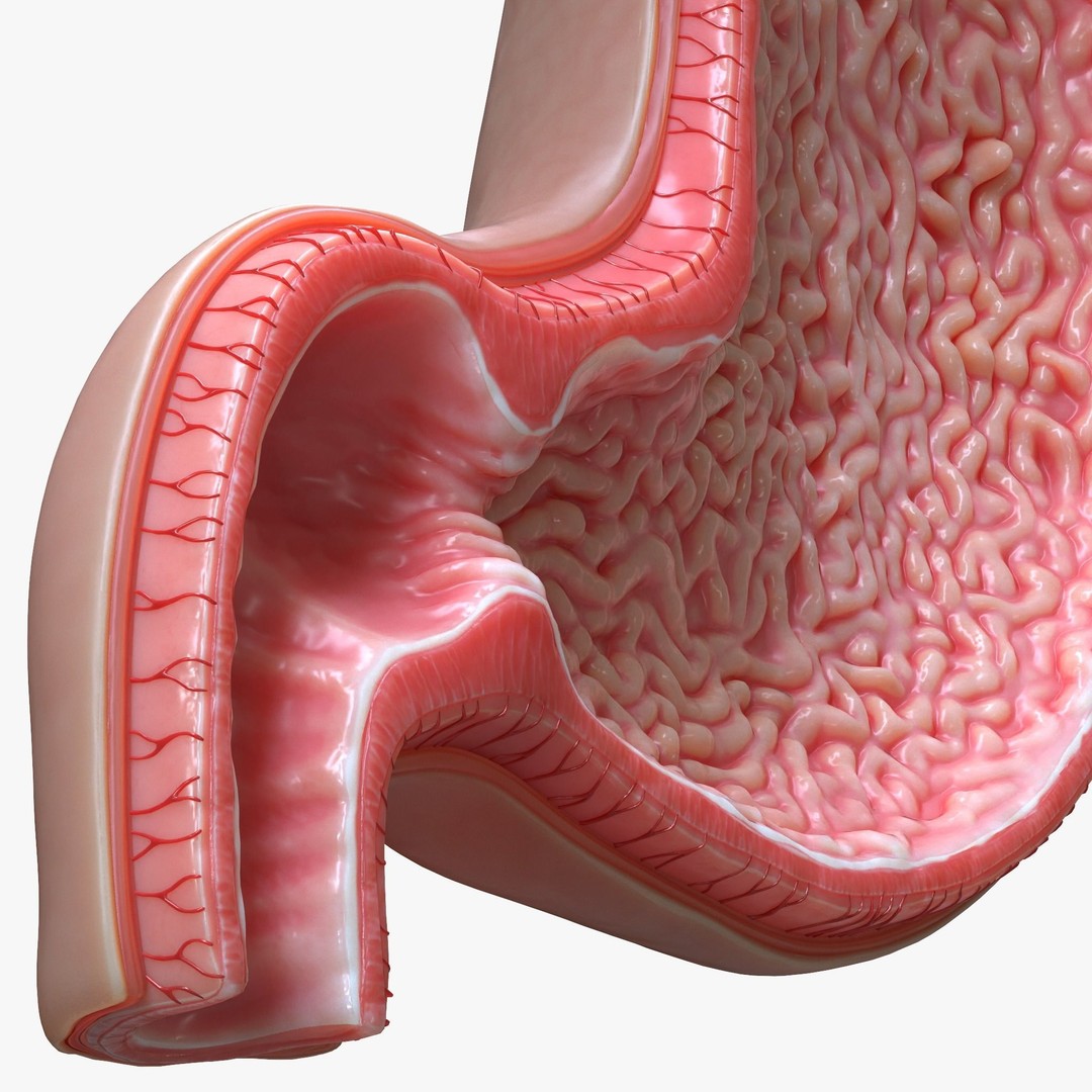 Human Stomach 3D Model – High Poly Anatomical Asset, FBX, OBJ - View 6