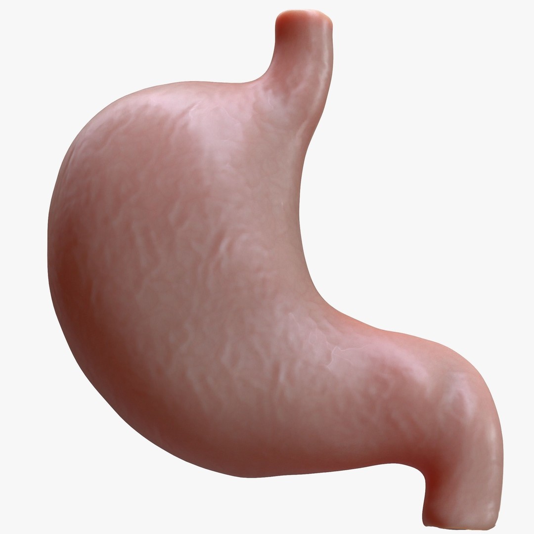 Human Stomach 3D Model – High Poly Anatomical Asset, FBX, OBJ - View 7
