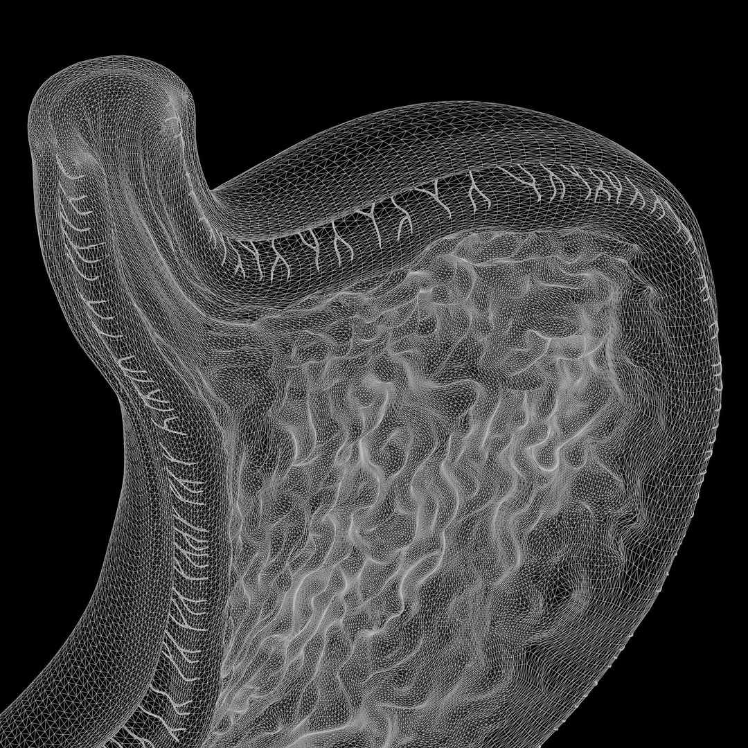 Human Stomach 3D Model – High Poly Anatomical Asset, FBX, OBJ - View 8