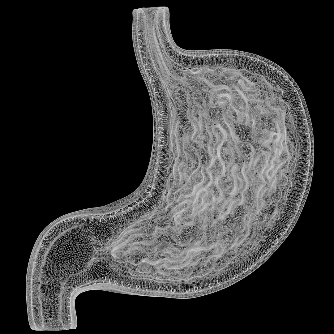 Human Stomach 3D Model – High Poly Anatomical Asset, FBX, OBJ - View 9