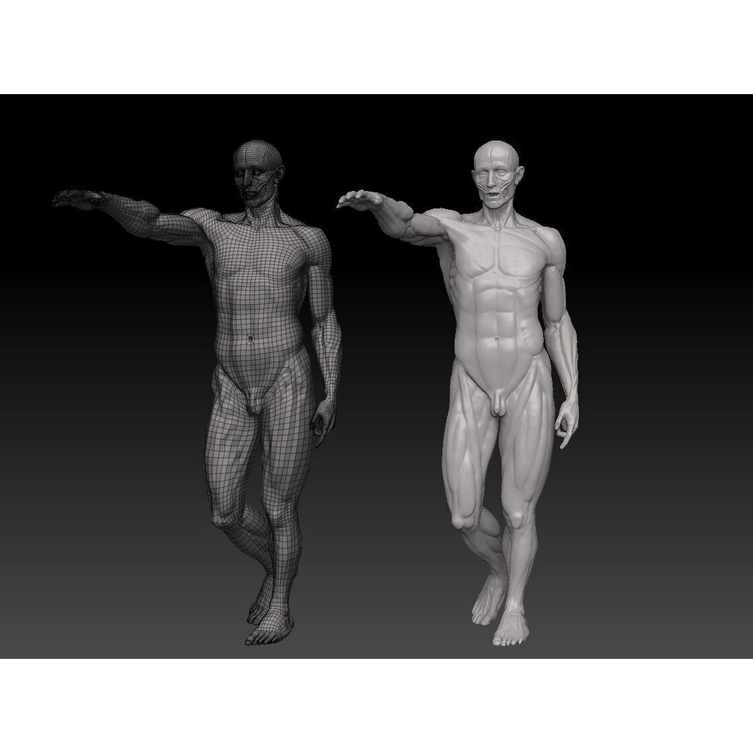 Houdon Ecorche 3D Model – Anatomical High Poly Sculpture, Ztool
