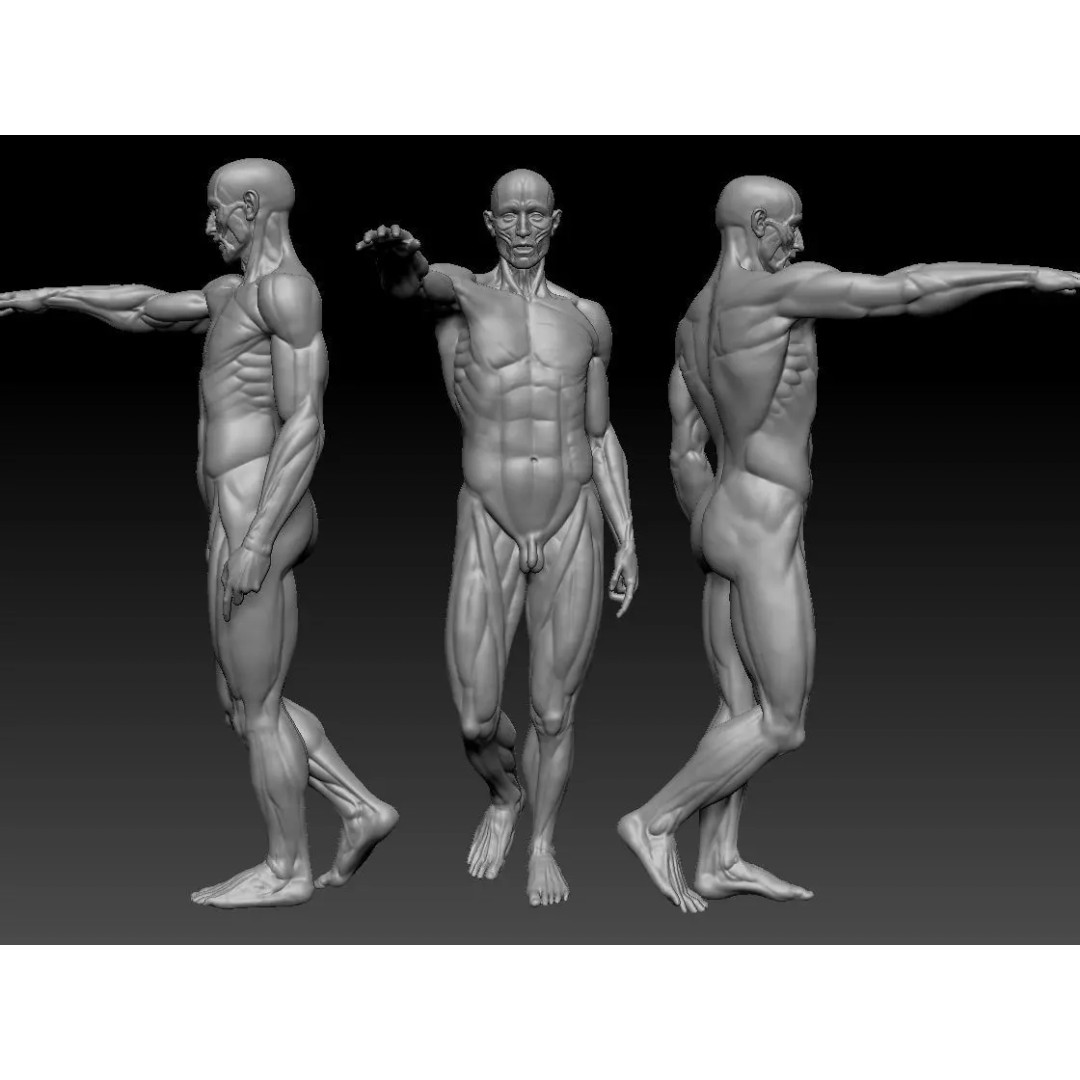 Houdon Ecorche 3D Model – Anatomical High Poly Sculpture, Ztool - View 2