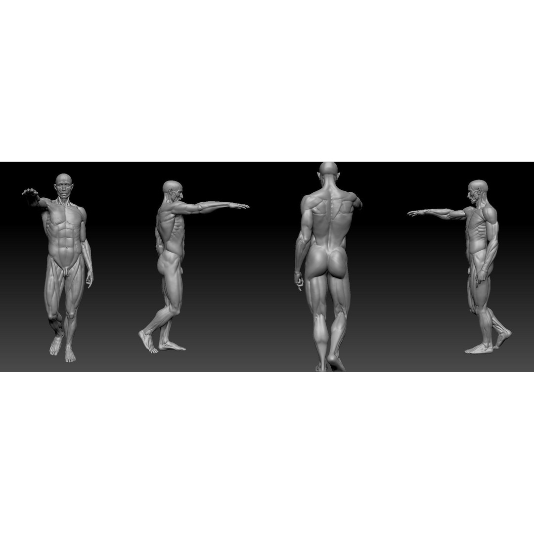 Houdon Ecorche 3D Model – Anatomical High Poly Sculpture, Ztool - View 3