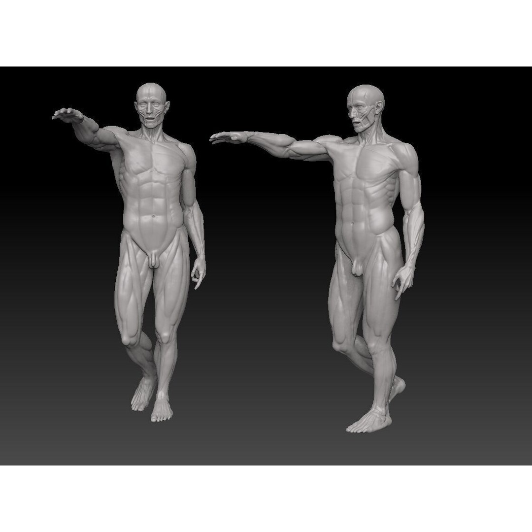 Houdon Ecorche 3D Model – Anatomical High Poly Sculpture, Ztool - View 6