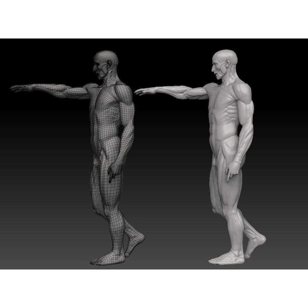 Houdon Ecorche 3D Model – Anatomical High Poly Sculpture, Ztool - View 7