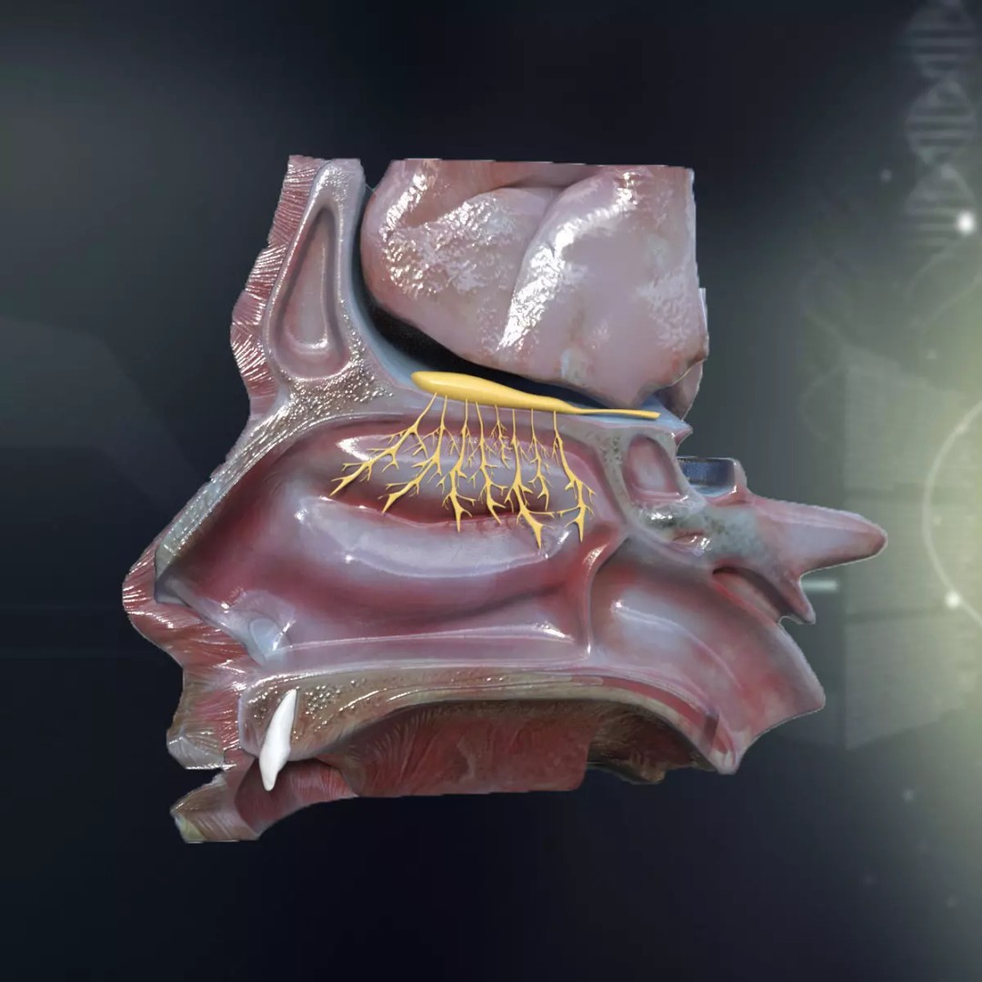 Human Nose Anatomy 3D Model – Detailed Character Anatomy, FBX - View 2