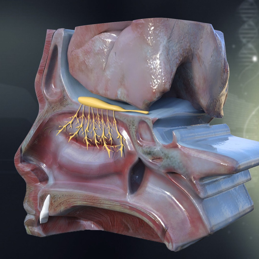 Human Nose Anatomy 3D Model – Detailed Character Anatomy, FBX - View 3