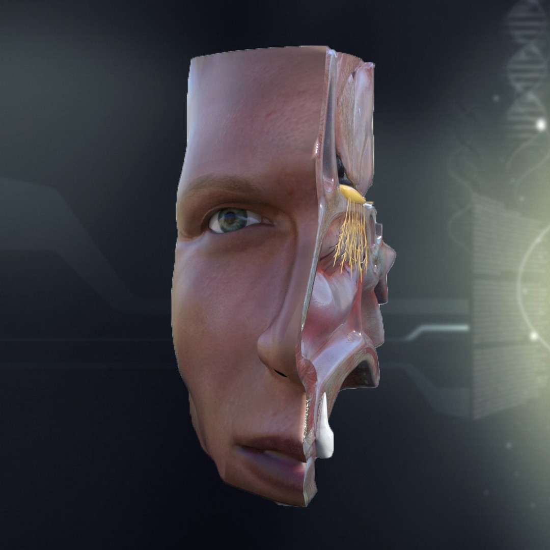 Human Nose Anatomy 3D Model – Detailed Character Anatomy, FBX - View 4