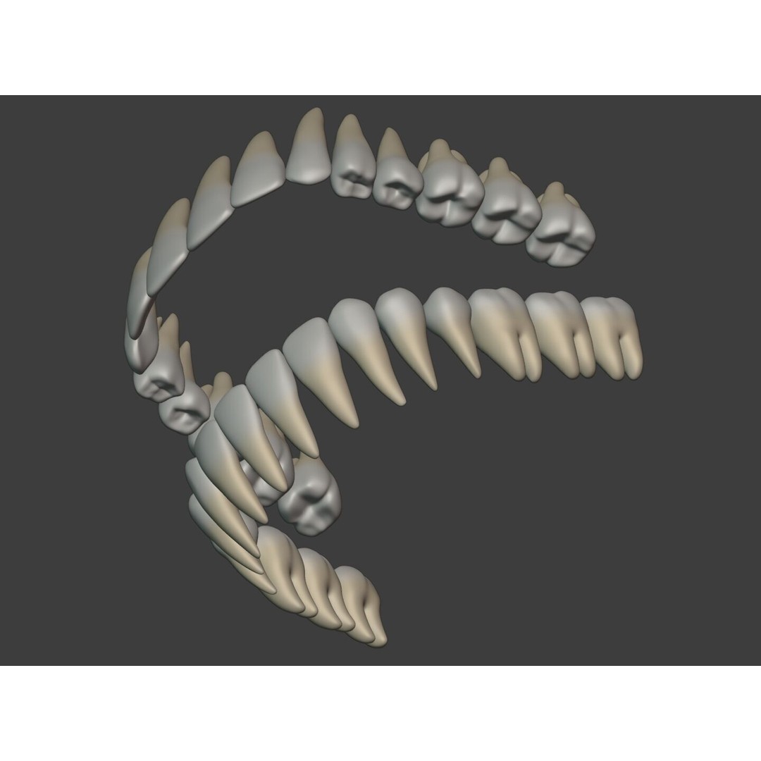 Human Anatomy 3D Model – Rigged Low-Poly Lips, Mouth & Teeth, FBX