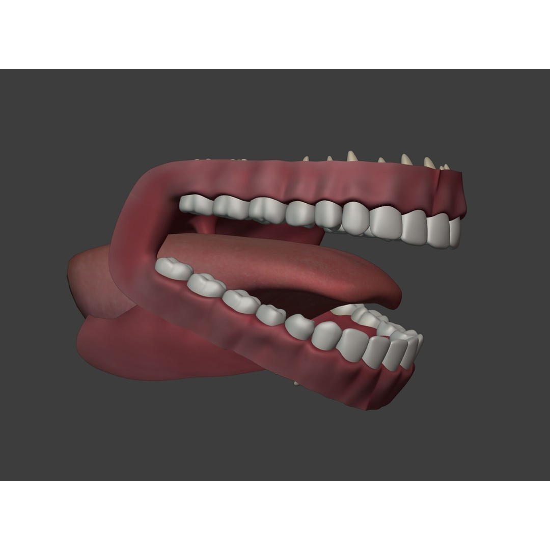 Human Anatomy 3D Model – Rigged Low-Poly Lips, Mouth & Teeth, FBX - View 11