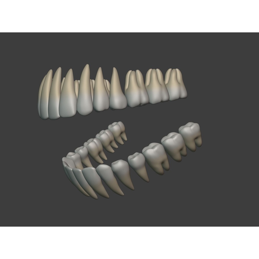 Human Anatomy 3D Model – Rigged Low-Poly Lips, Mouth & Teeth, FBX - View 12
