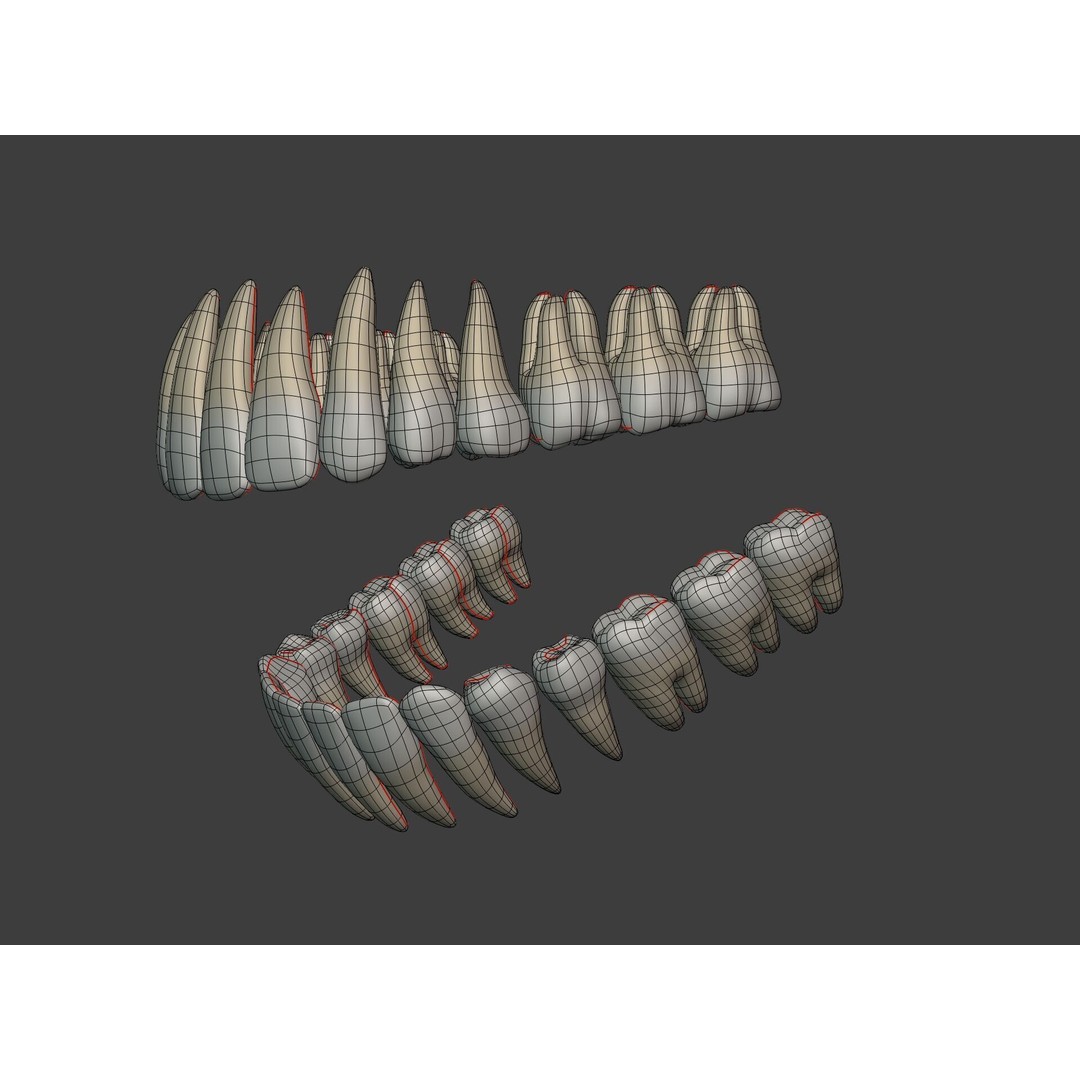 Human Anatomy 3D Model – Rigged Low-Poly Lips, Mouth & Teeth, FBX - View 15