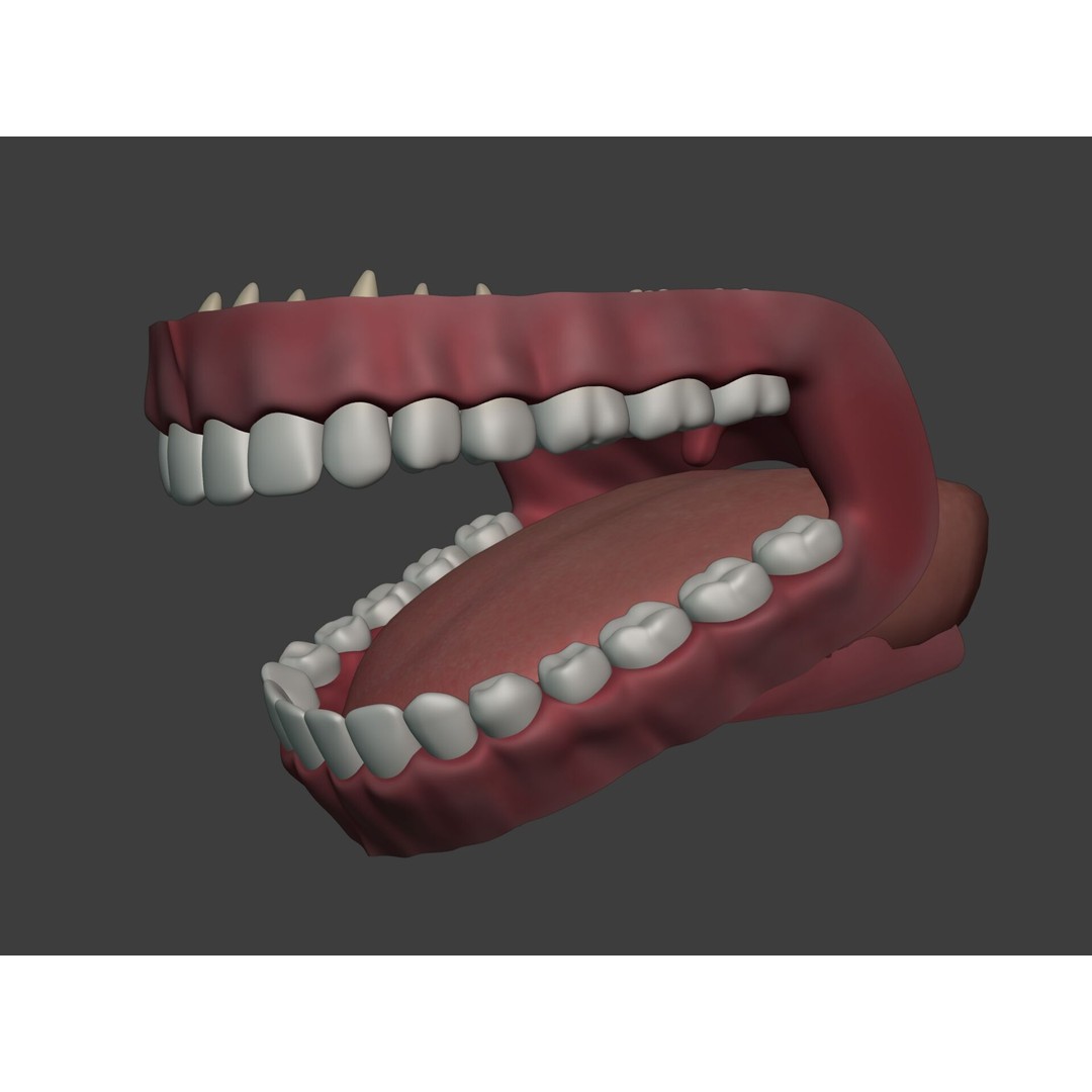 Human Anatomy 3D Model – Rigged Low-Poly Lips, Mouth & Teeth, FBX - View 16