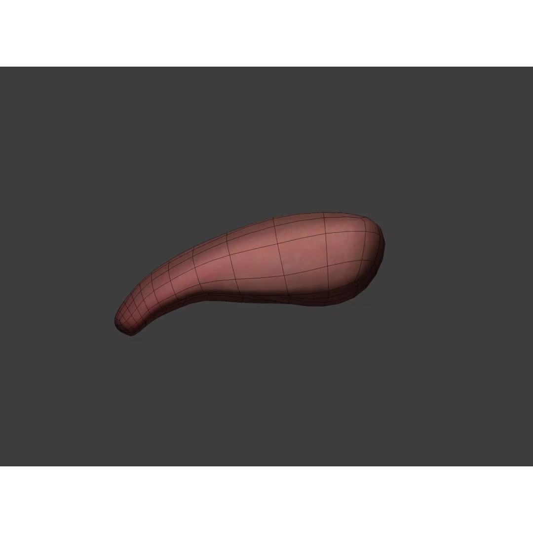 Human Anatomy 3D Model – Rigged Low-Poly Lips, Mouth & Teeth, FBX - View 19