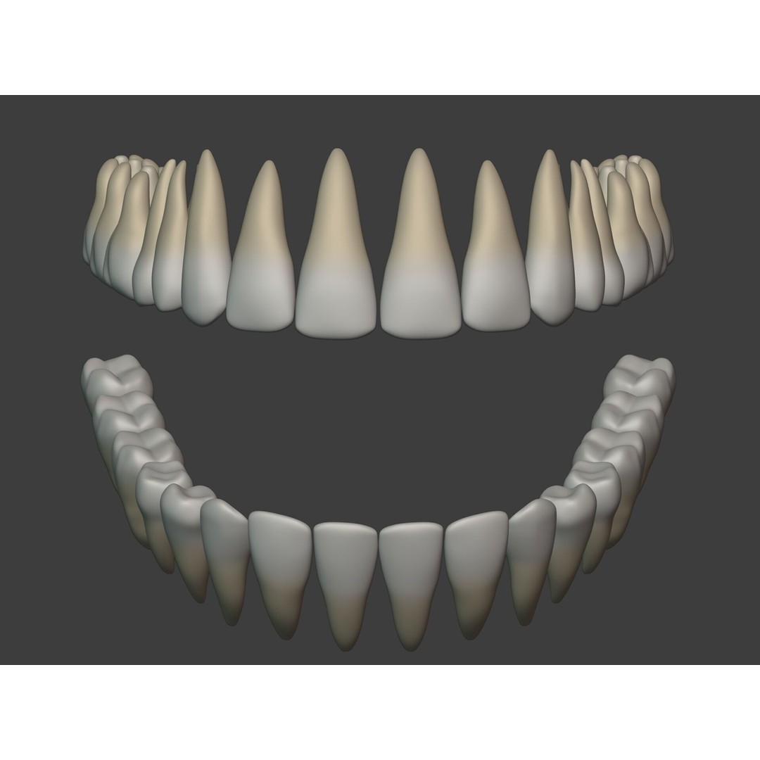 Human Anatomy 3D Model – Rigged Low-Poly Lips, Mouth & Teeth, FBX - View 22