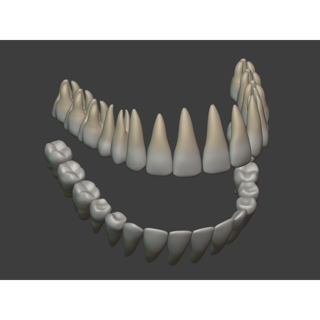 Human Anatomy 3D Model – Rigged Low-Poly Lips, Mouth & Teeth, FBX - View 23