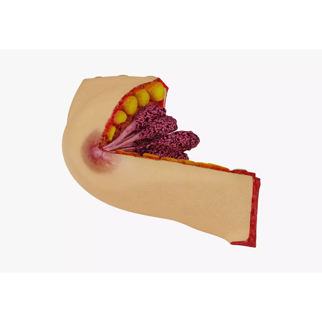 Female Breast Anatomy 3D Model – Detailed Low Poly Medical Asset, FBX, OBJ