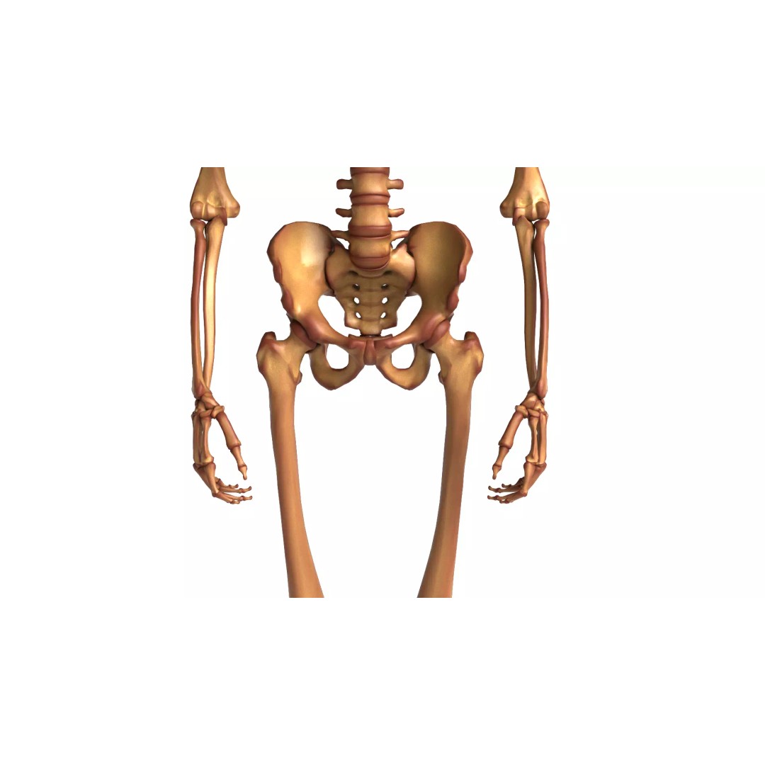 Human Skeleton 3D Model – Anatomical Bone Structure, Game-Ready PBR - View 10