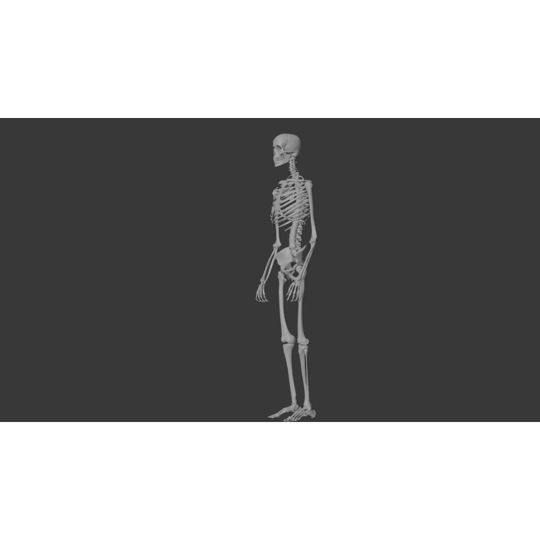 Human Skeleton 3D Model – Anatomical Bone Structure, Game-Ready PBR - View 12