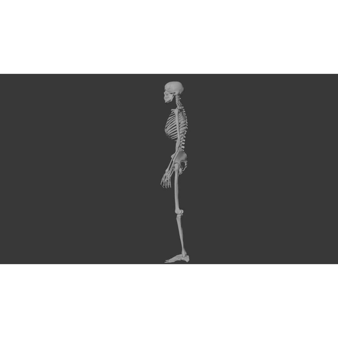 Human Skeleton 3D Model – Anatomical Bone Structure, Game-Ready PBR - View 13
