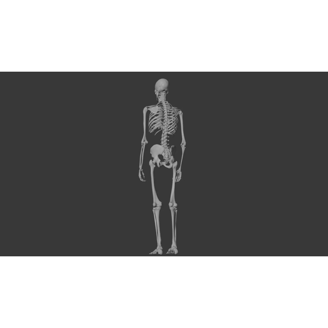 Human Skeleton 3D Model – Anatomical Bone Structure, Game-Ready PBR - View 14