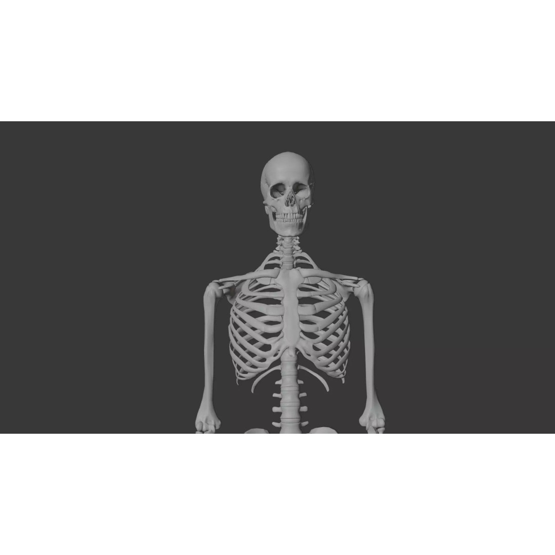 Human Skeleton 3D Model – Anatomical Bone Structure, Game-Ready PBR - View 15