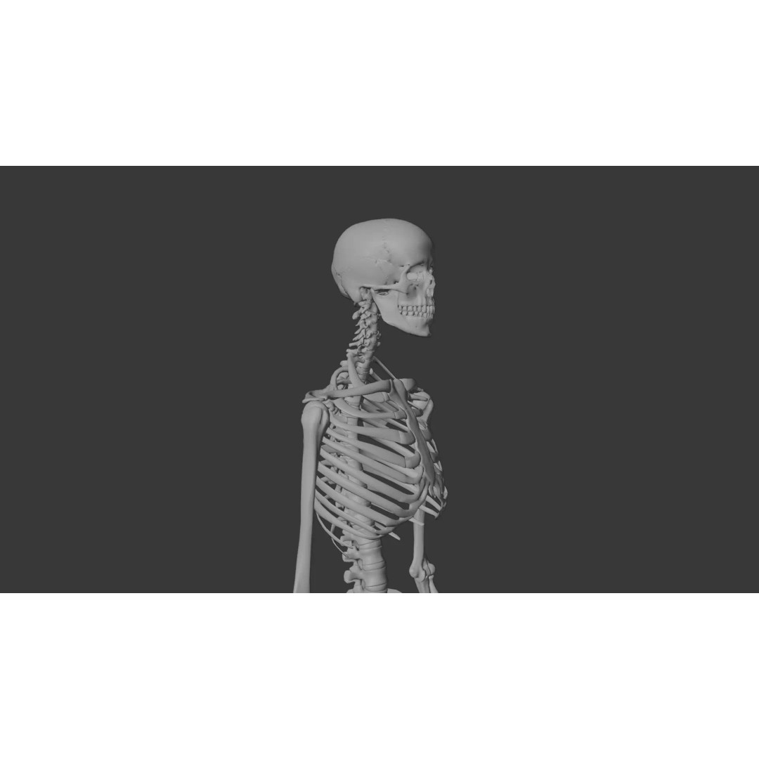 Human Skeleton 3D Model – Anatomical Bone Structure, Game-Ready PBR - View 16