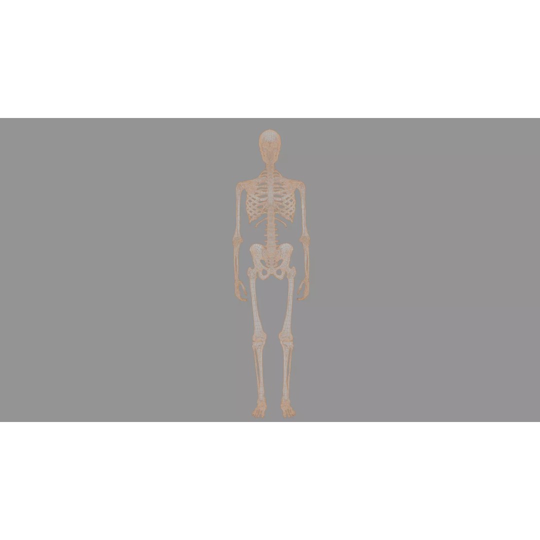 Human Skeleton 3D Model – Anatomical Bone Structure, Game-Ready PBR - View 17