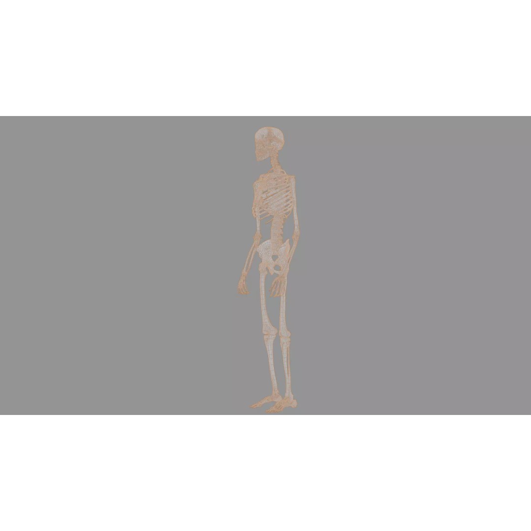 Human Skeleton 3D Model – Anatomical Bone Structure, Game-Ready PBR - View 18
