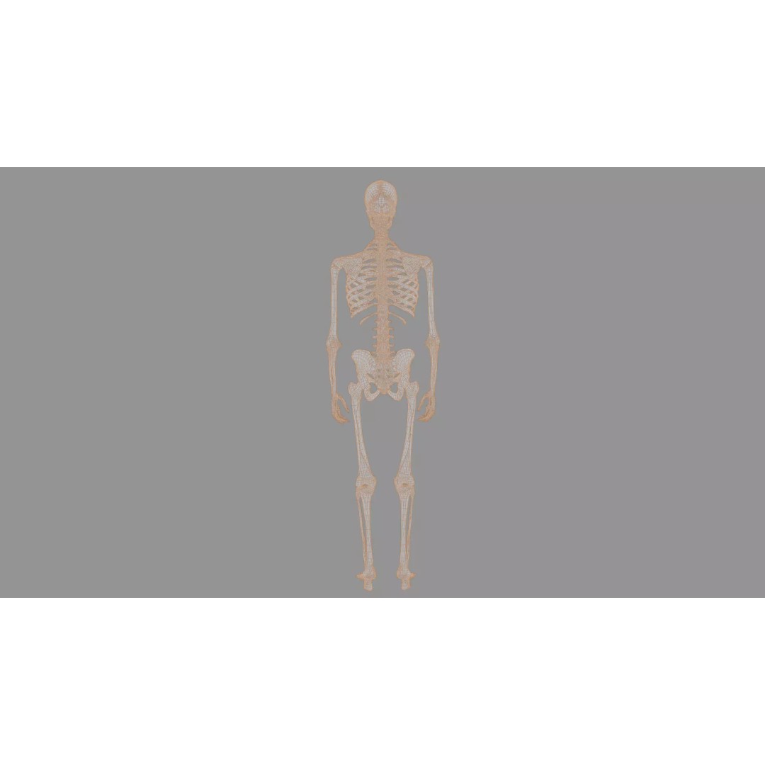 Human Skeleton 3D Model – Anatomical Bone Structure, Game-Ready PBR - View 19