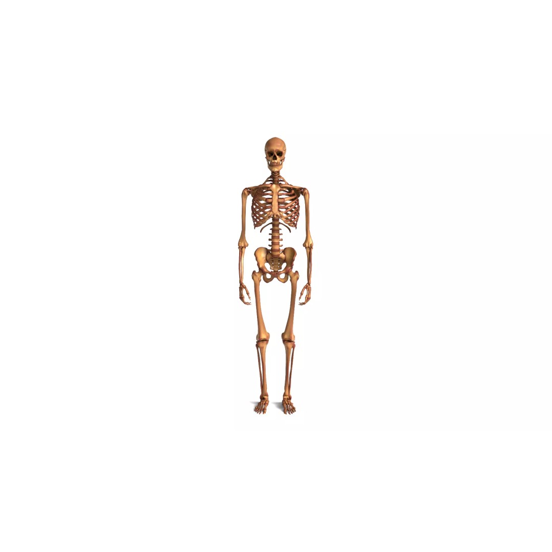 Human Skeleton 3D Model – Anatomical Bone Structure, Game-Ready PBR - View 2