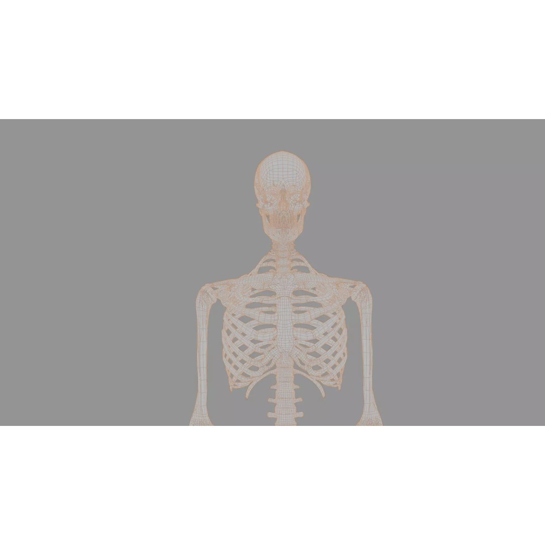 Human Skeleton 3D Model – Anatomical Bone Structure, Game-Ready PBR - View 20