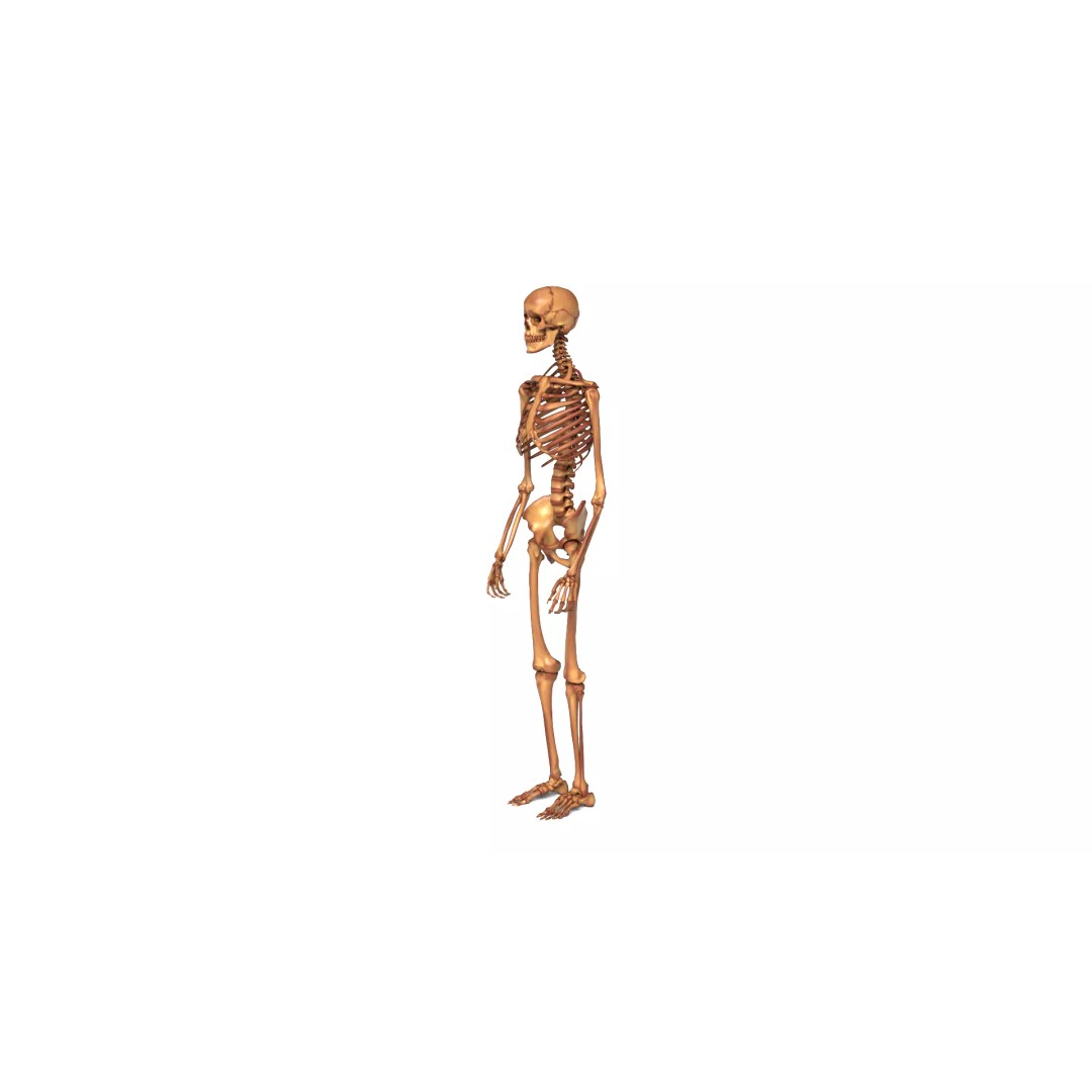 Human Skeleton 3D Model – Anatomical Bone Structure, Game-Ready PBR - View 3