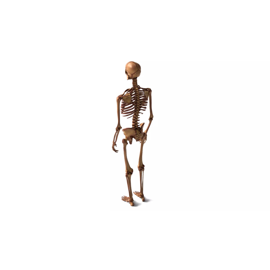 Human Skeleton 3D Model – Anatomical Bone Structure, Game-Ready PBR - View 5