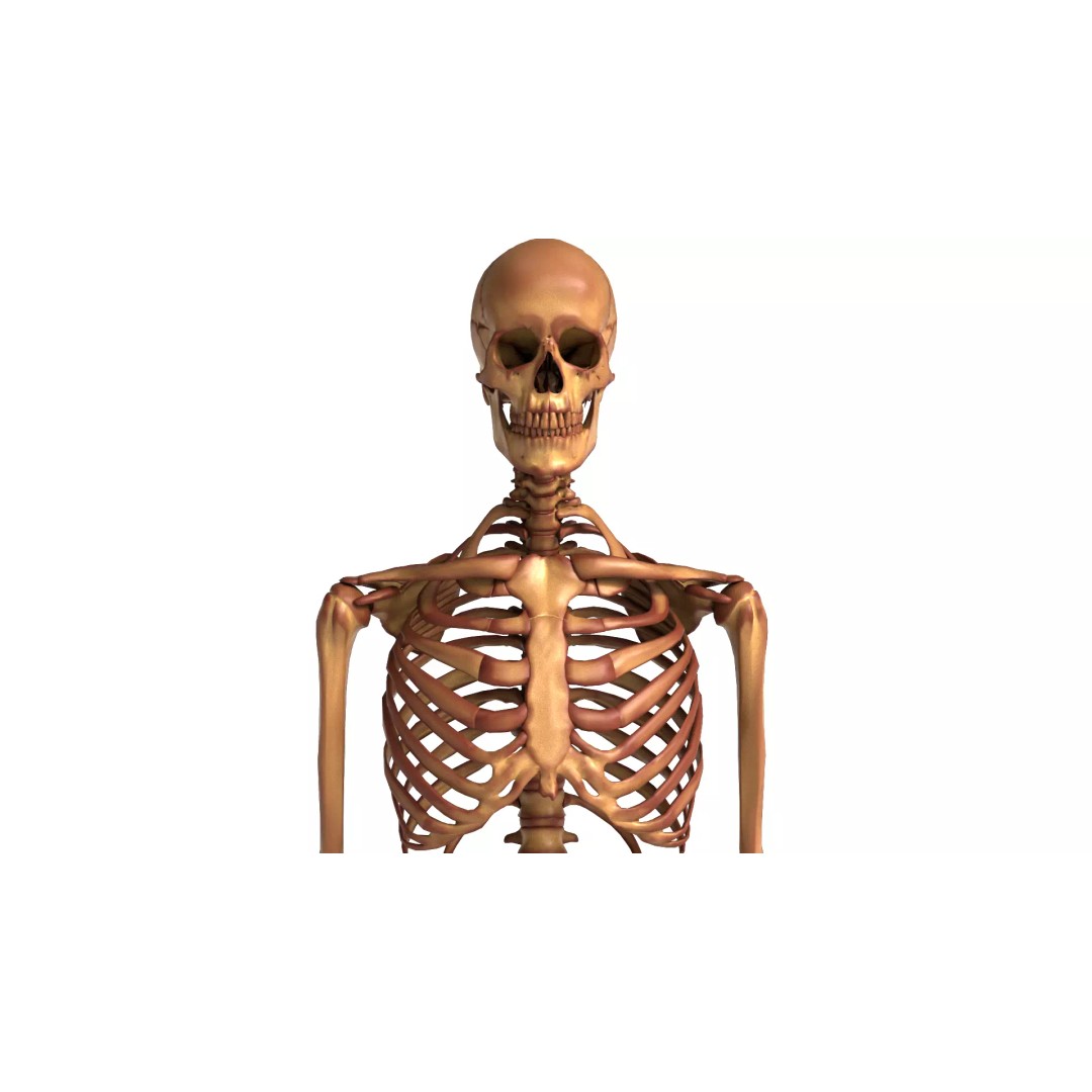 Human Skeleton 3D Model – Anatomical Bone Structure, Game-Ready PBR - View 9