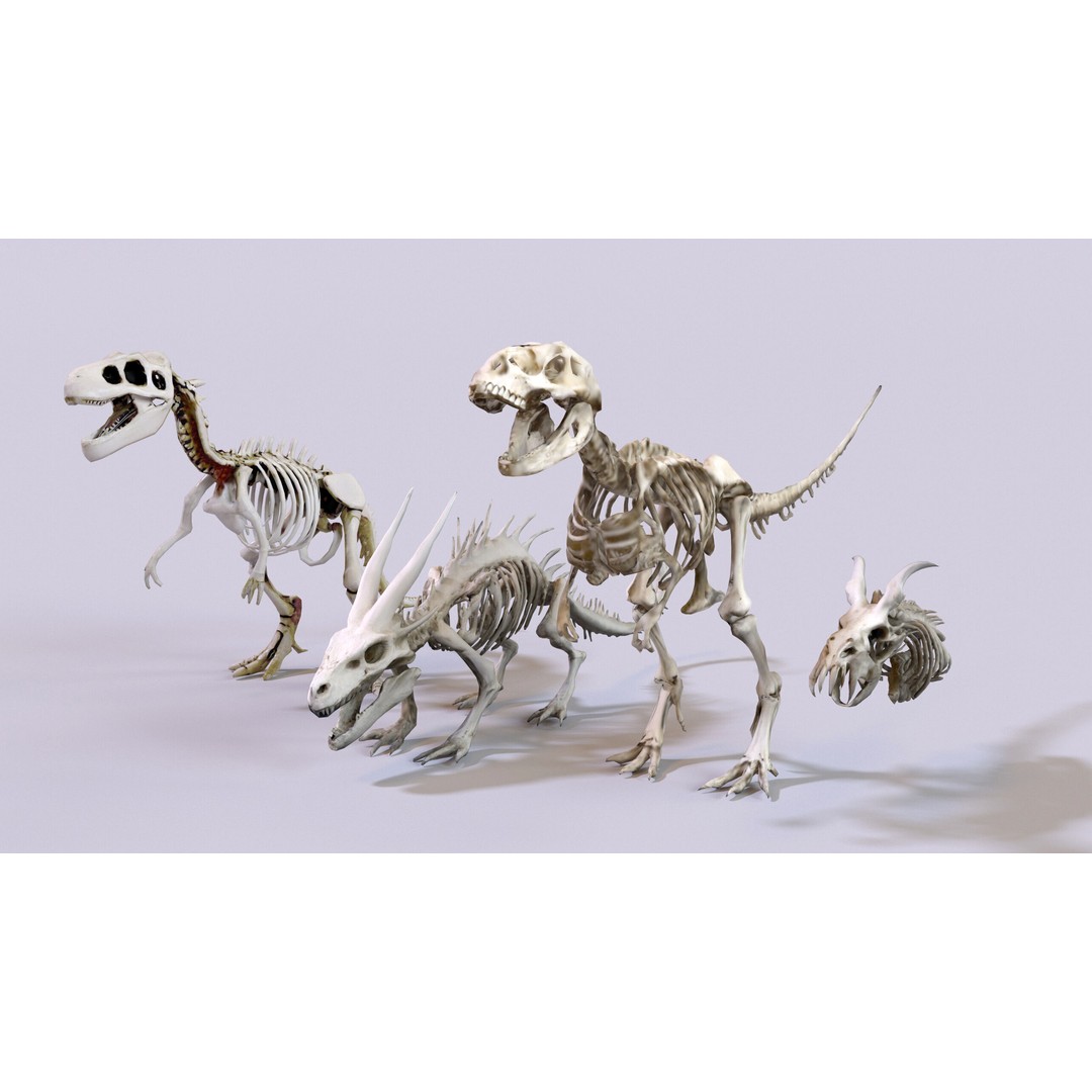 Ultimate Skeleton and Skull Pack 3D Model – Low Poly Game-Ready Assets, FBX - View 10