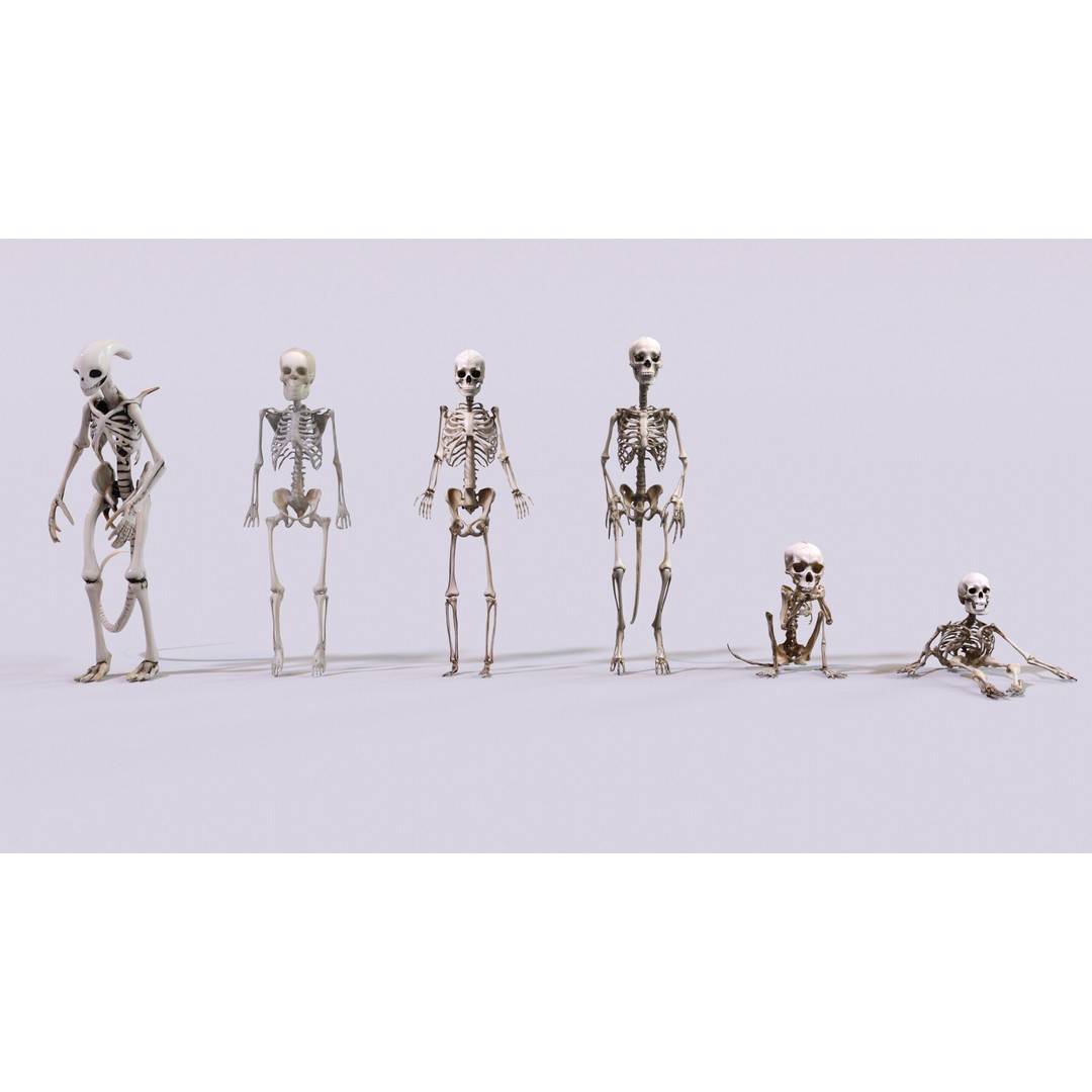 Ultimate Skeleton and Skull Pack 3D Model – Low Poly Game-Ready Assets, FBX - View 12
