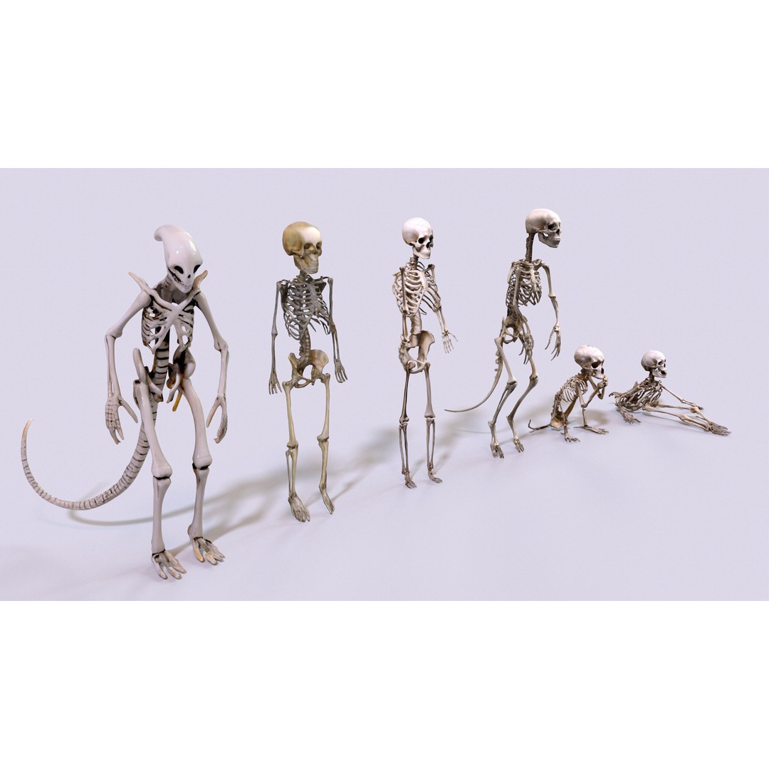Ultimate Skeleton and Skull Pack 3D Model – Low Poly Game-Ready Assets, FBX - View 13