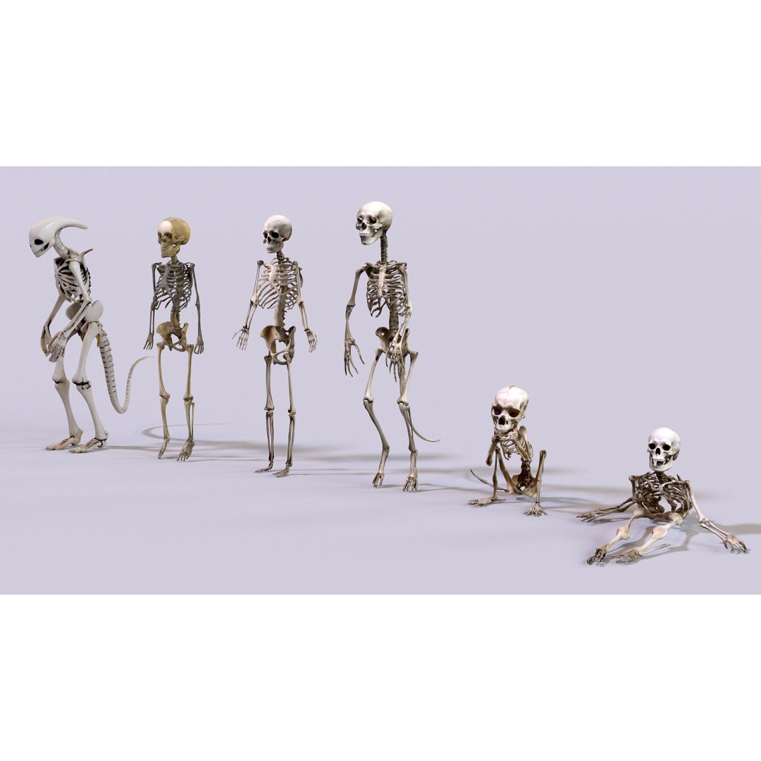 Ultimate Skeleton and Skull Pack 3D Model – Low Poly Game-Ready Assets, FBX - View 14