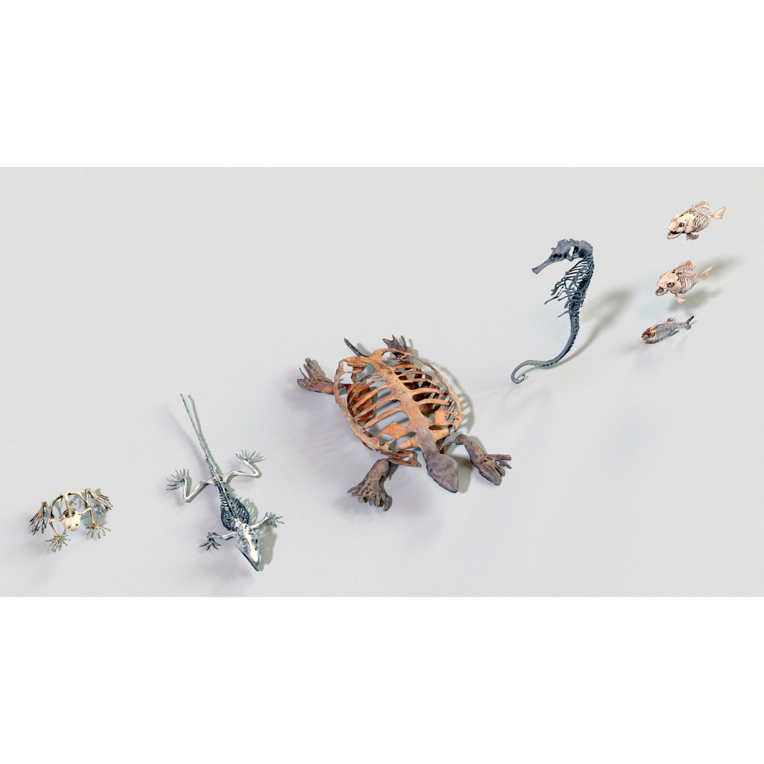 Ultimate Skeleton and Skull Pack 3D Model – Low Poly Game-Ready Assets, FBX - View 16