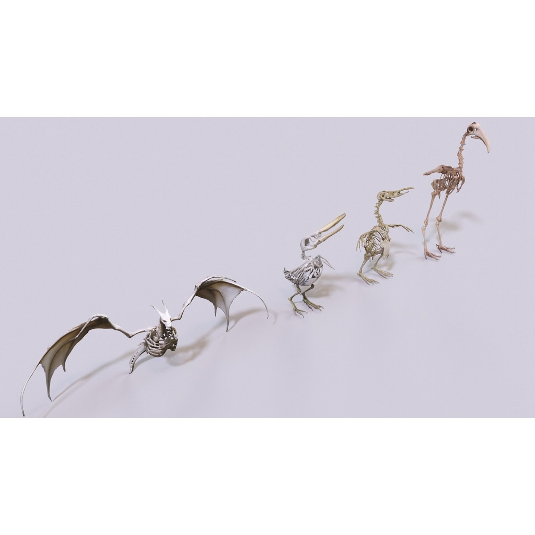 Ultimate Skeleton and Skull Pack 3D Model – Low Poly Game-Ready Assets, FBX - View 19