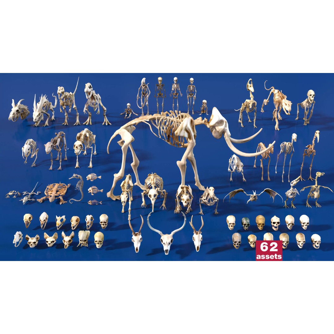 Ultimate Skeleton and Skull Pack 3D Model – Low Poly Game-Ready Assets, FBX - View 2