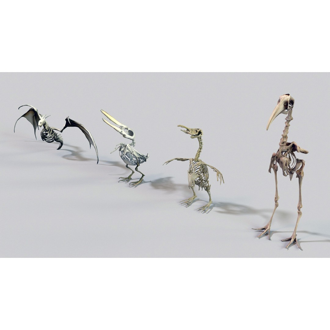 Ultimate Skeleton and Skull Pack 3D Model – Low Poly Game-Ready Assets, FBX - View 20