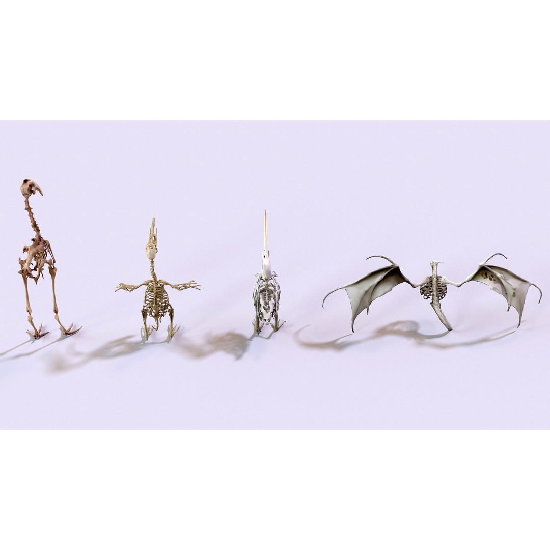 Ultimate Skeleton and Skull Pack 3D Model – Low Poly Game-Ready Assets, FBX - View 21