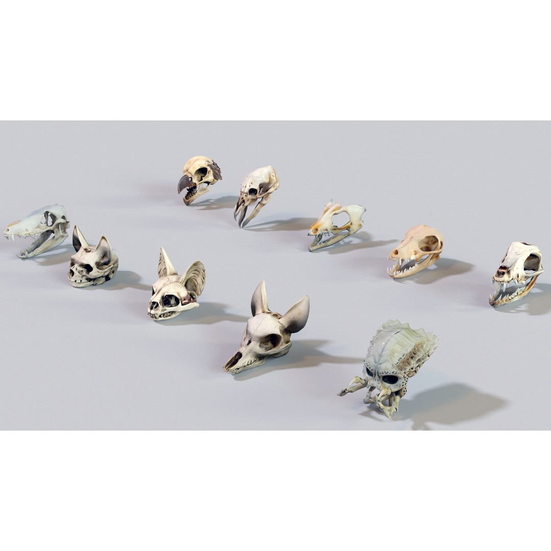 Ultimate Skeleton and Skull Pack 3D Model – Low Poly Game-Ready Assets, FBX - View 27