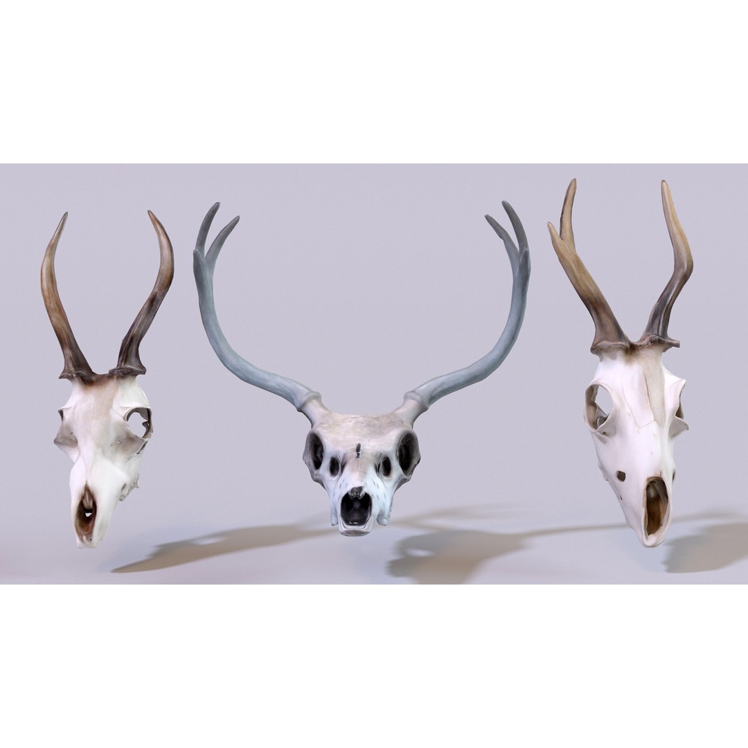 Ultimate Skeleton and Skull Pack 3D Model – Low Poly Game-Ready Assets, FBX - View 28