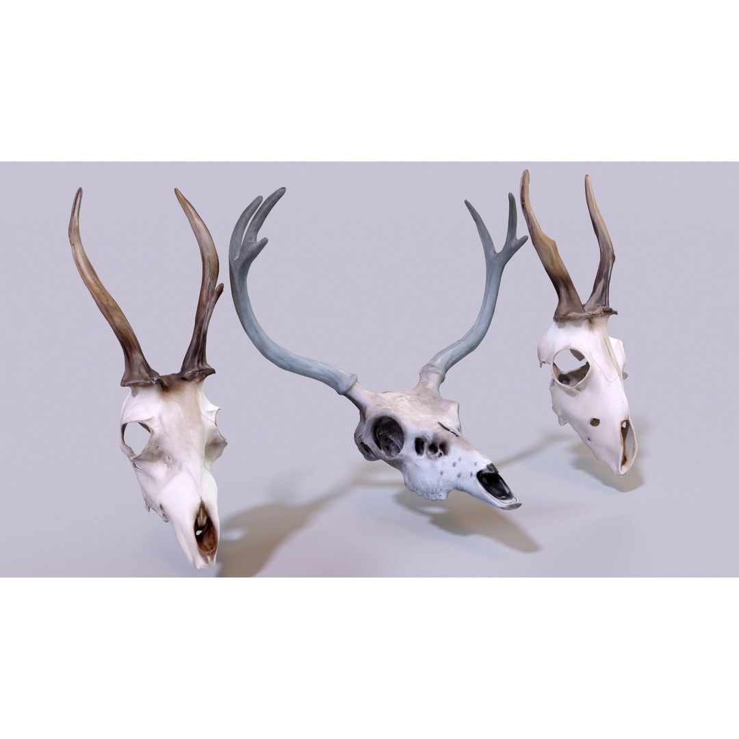 Ultimate Skeleton and Skull Pack 3D Model – Low Poly Game-Ready Assets, FBX - View 29